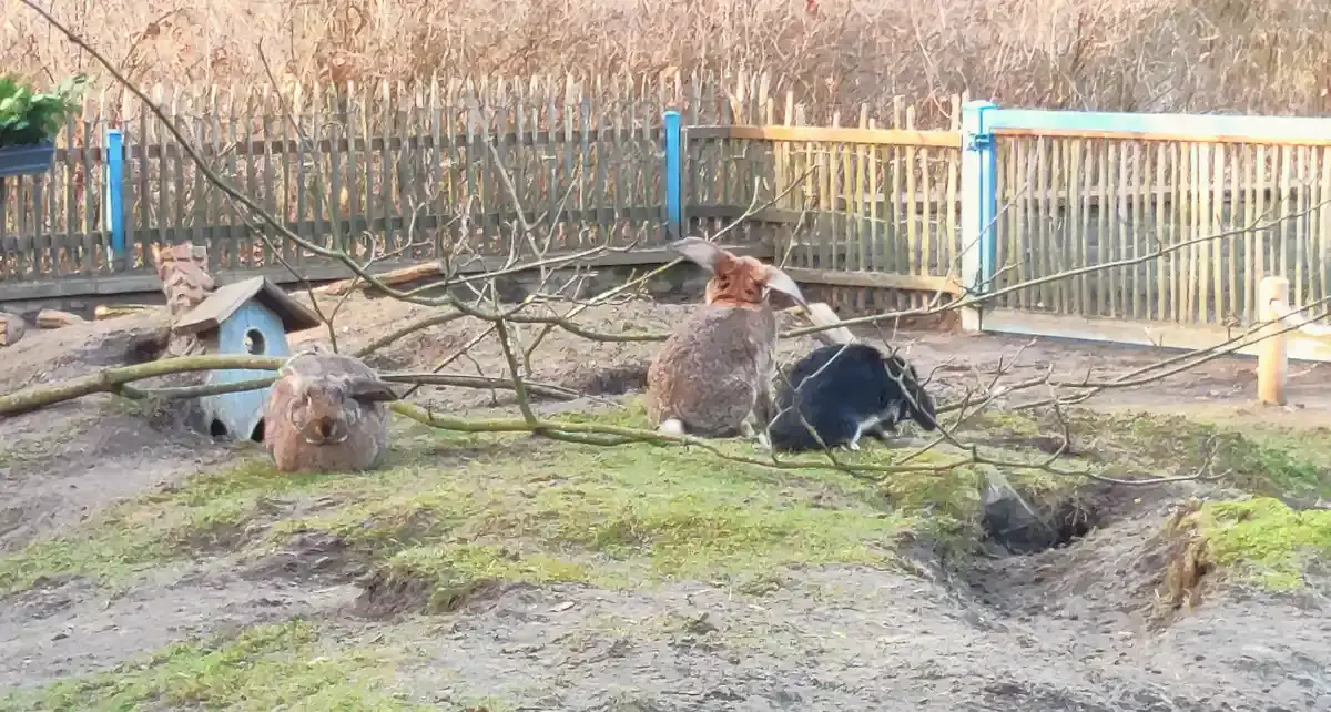 burrow