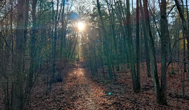 hiking in Grunewald